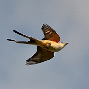 Scissor-tailed Flycatcher, Katy farmlands, Texas